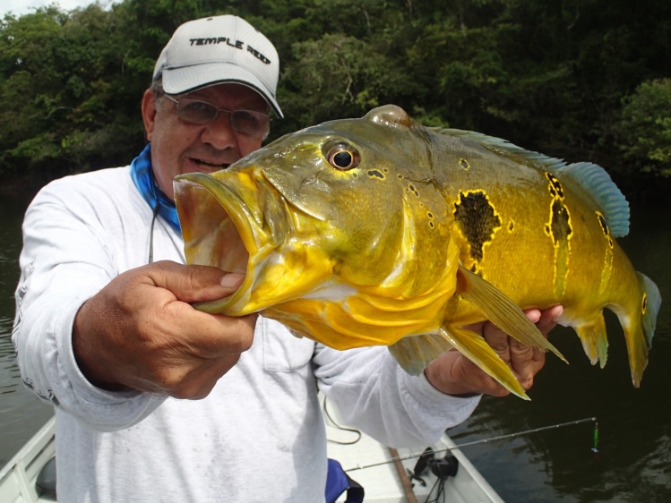 Açú pinima Peacock Bass cought at Tapajós river at Ecolodge da Barra Brazil