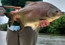 Alejandro Ballve 's Fly-fishing Image of a Pacu – Fly dreamers 