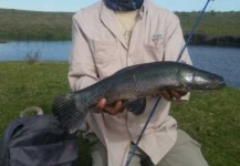  Foto de Pesca con Mosca de Tararira compartida por Ignacio Silva – Fly dreamers