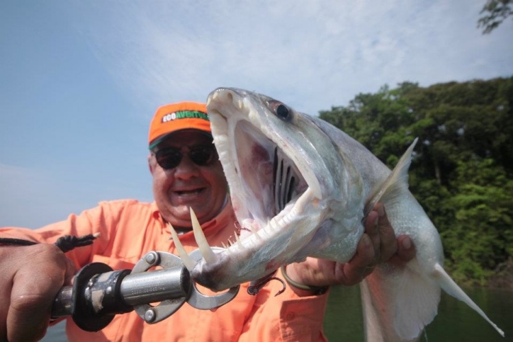 22 pounder Payara. Teles Pires river. Ecolodge da Barra. Amazon Brazil