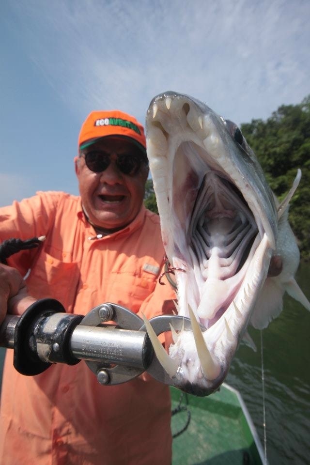 Huge Payara. Teles Pires river. Ecolodge da Barra. Amazon Brazil