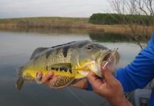 Fly-fishing Pic of Peacock Bass shared by Ronaldo Almeida – Fly dreamers 