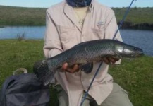 Fly-fishing Picture of Tarucha shared by Ignacio Silva – Fly dreamers