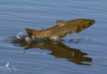 Peter Broomhall 's Fly-fishing Pic of a brown trout – Fly dreamers 