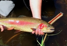 Stephane Geraud 's Fly-fishing Photo of a Rainbow trout – Fly dreamers 