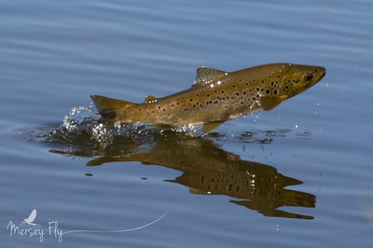 Mayfly leaper, its good to see them back !!