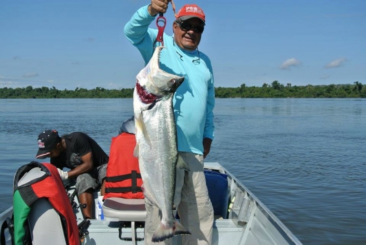 20 pounder Payara. Tapajós river. Ecolodge da Barra. Amazon Brazil