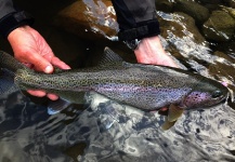  Foto de Pesca con Mosca de Trucha arcoiris compartida por Basyl Bykau – Fly dreamers