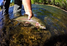 Esteban Urban 's Fly-fishing Photo of a Rainbow trout – Fly dreamers 