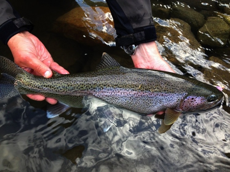 Icha river trout, Kamchatka