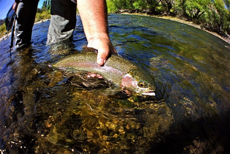 Rainbow trout on the Malleo River pristine waters.