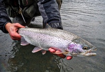 Fly-fishing Pic of Rainbow trout shared by Luke Metherell – Fly dreamers 