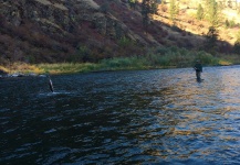 Good Fly-fishing Situation of Steelhead - Picture shared by Kimbo May – Fly dreamers