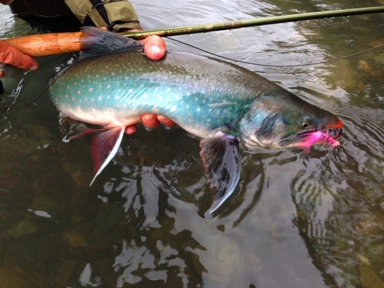 Nice char of our Icha river trip, September, Kamchatka