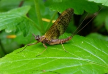  Una Interesante fotografía de Entomología y Pesca con Mosca por Stephane Geraud