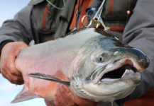 Fly-fishing Pic of Coho salmon shared by Dan Frasier – Fly dreamers 