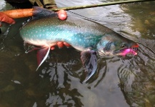 Fly-fishing Pic of Dolly Varden shared by Vasil Bykau – Fly dreamers 