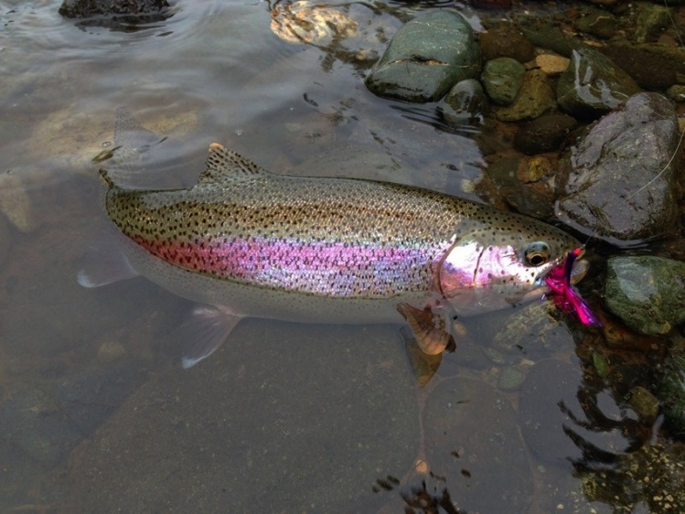 The most interesting fish of Icha river.