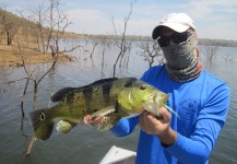 Fly-fishing Image of Peacock Bass shared by Ronaldo Almeida – Fly dreamers