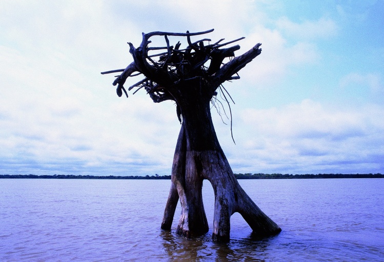 No todos los arboles mueren de pie.
Rio Parana, Goya,Corrientes,Aregentina