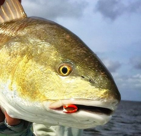 Capt Greg Dini of Fly Water Expeditions had one of my Crease Fly on board to take this redfish. Crease Flys work everywhere!