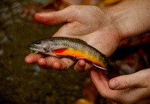  Imagen de Pesca con Mosca de mud trout por Ben Meadows – Fly dreamers