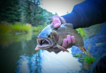 Luke Alder 's Fly-fishing Photo of a Cuttie – Fly dreamers 