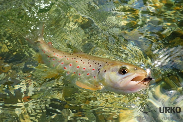 Fish are keen to take dries ... 
Savinja river (Angling Club Ljubno)