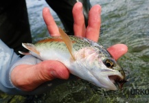 Good Fly-fishing Picture by Uros Kristan 