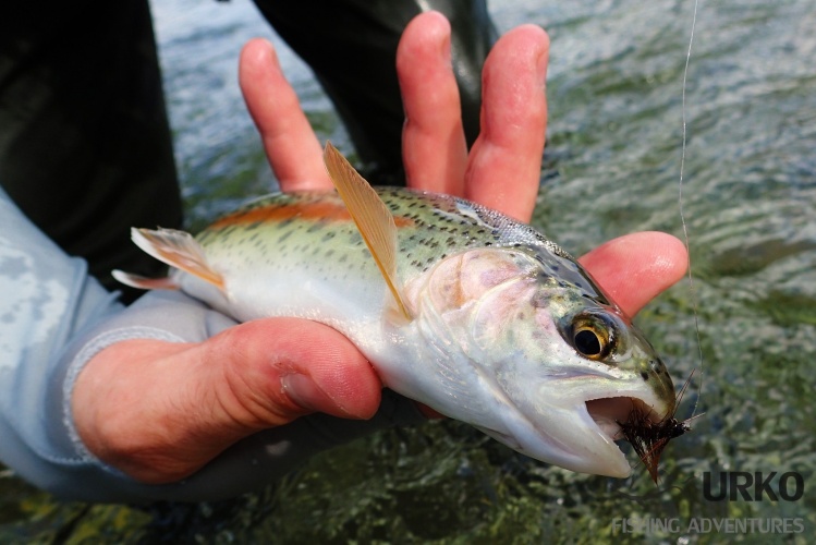 You can get hundred or more similar fish in one day ... 
Savinja river (Angling Club Ljubno)