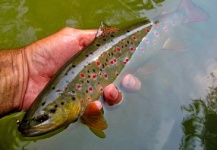  Foto de Pesca con Mosca de Marrones por Musicarenje.net  - Murino – Fly dreamers 