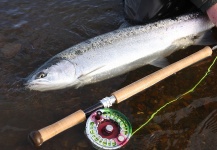 Thomas & Thomas Fine Fly Rods 's Fly-fishing Picture of a Steelhead – Fly dreamers 