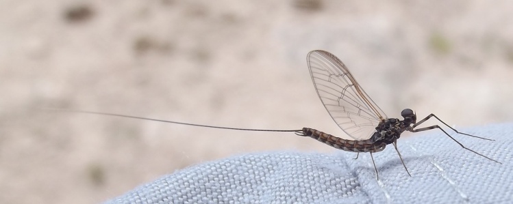 Mayfly en supermacro