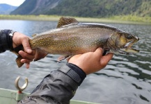  Foto de Pesca con Mosca de trucha fontinalis compartida por Matapiojo Anglers – Fly dreamers