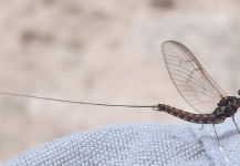 Fly-fishing Entomology Picture by Emiliano Signorini 