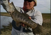 Fly-fishing Photo of Wolf Fish shared by Horacio Fernandez – Fly dreamers 