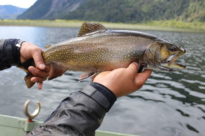 Lago Yelcho / Yelcho Lake
Trucha Fontinalis / Brook Trout