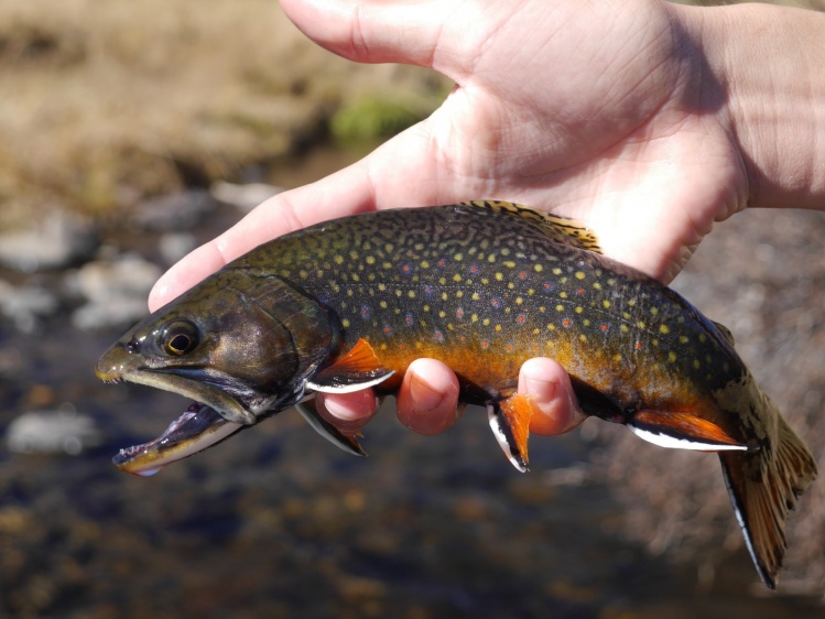 Prettiest fish in the USA. From a small Utah stream.