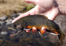  Foto de Pesca con Mosca de Brookie compartida por Luke Alder – Fly dreamers