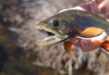  Fotografía de Pesca con Mosca de Salvelinus fontinalis por Luke Alder – Fly dreamers