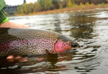  Fotografía de Pesca con Mosca de Trucha arcoiris por Kimbo May – Fly dreamers 