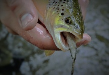 Andreas Vendler 's Fly-fishing Pic of a brown trout – Fly dreamers 