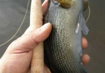 Ignacio Silva 's Fly-fishing Photo of a Comb finn Bass / Cernicichla lepidota – Fly dreamers 