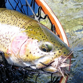 Fly fishing for Rainbow Trout - Copper River Lodge 