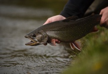  Foto de Pesca con Mosca de Trucha de arroyo o fontinalis por Juan Manuel Biott – Fly dreamers 