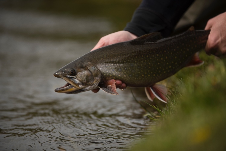 Starting the Season in South Patagonia, the route of spring creeks