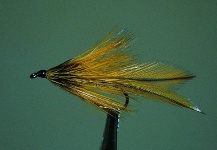 Ariel Garcia Monteavaro 's Fly for European brown trout - – Fly dreamers 