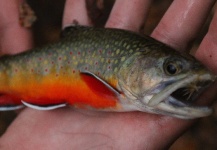 Ben Meadows 's Fly-fishing Catch of a Brook trout – Fly dreamers 