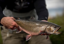  Imagen de Pesca con Mosca de eastern brook trout compartida por Juan Manuel Biott – Fly dreamers