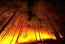 What is the big cost of forest fires?